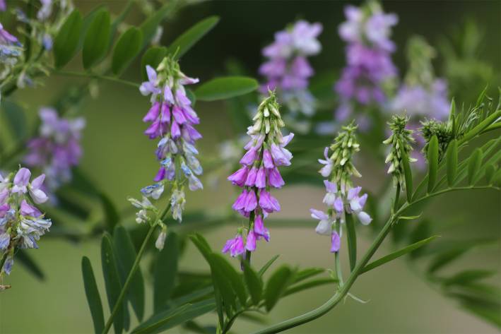 Galega officinalis, known as Goat's Rue, growing in the wild.