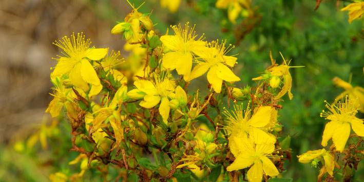 St. John s Wort Nature s Antidepressant Taste For Life