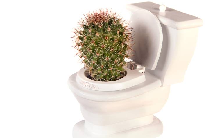 A toilet with a cactus sticking out of it