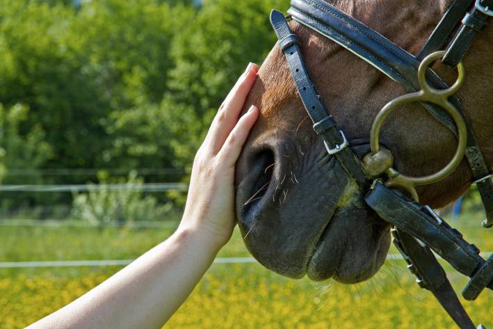 a woman gently petting a horse on its muzzle