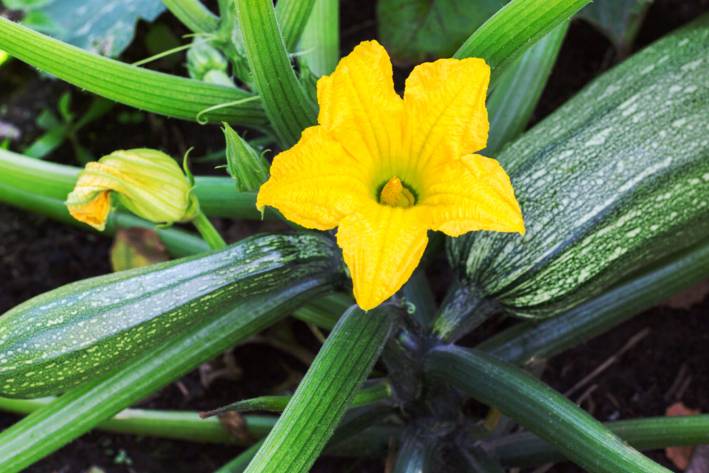 ready-to-pick zucchini with a blossom