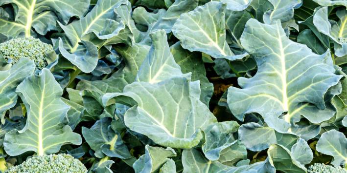 Broccoli Leaves