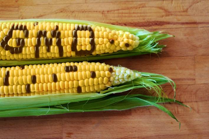 Corn with "GMO" written on the kernels. 