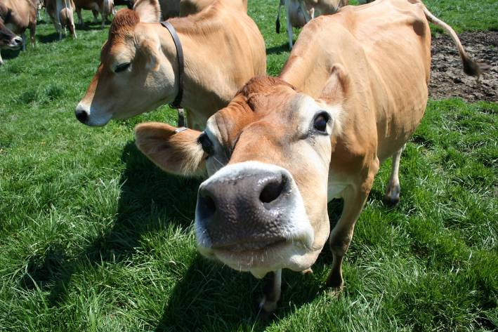 jersey cows in a field sniffing at the camera