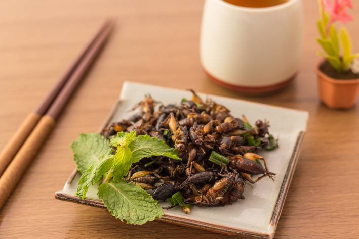 A plate of fried crickets