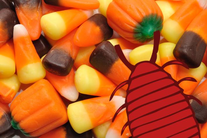 A pile of candy corn. It's nice and shiny, because it has lac bug secretions.