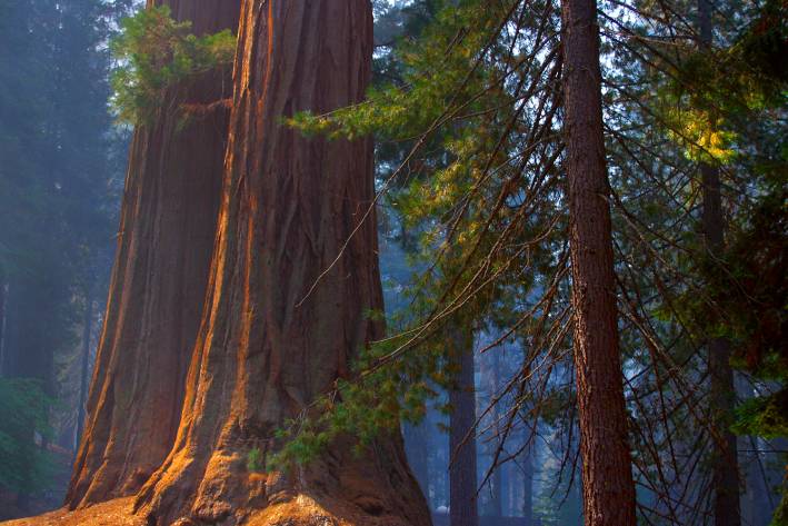giant sequoia trees growing in a forest