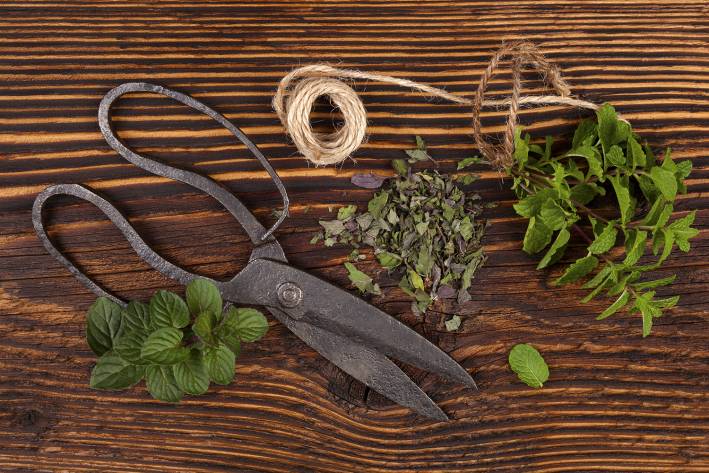 fresh herbs on a table with garden scissors and twine