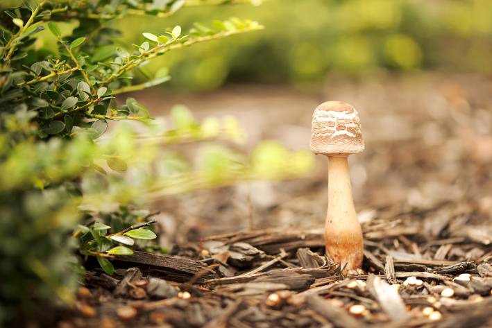 a small white mushroom poking up from garden mulch