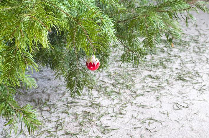 Christmas tree with needles underneath it after the holiday season.