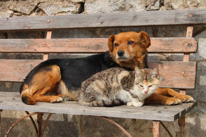A stray dog and cat snuggling on a bench, waiting to be rescued