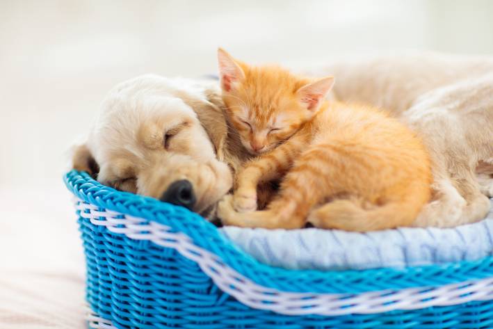 a dog and a cat cuddling in a basket
