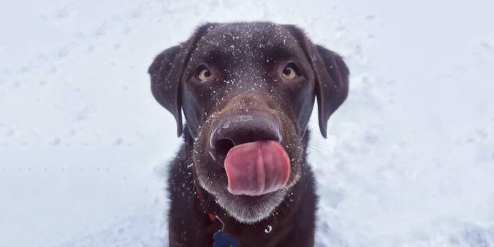 Dog with its tongue out 