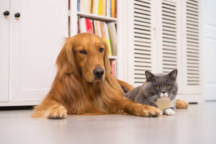 An adult golden retriever lying with an adult gray and white cat. Indoors.