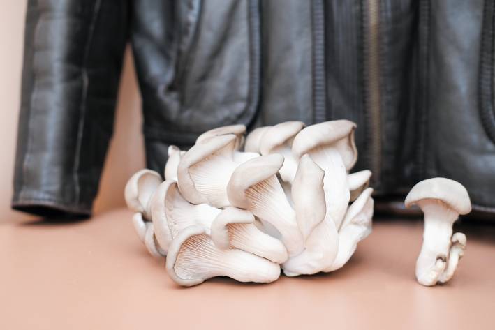 A troop of  white mushrooms with a mycelium leather jacket in the background.