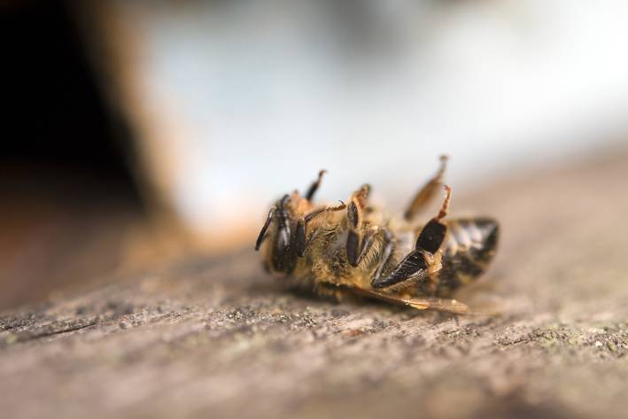 A dead honey bee.