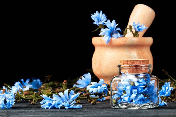 Fresh chicory flowers in a wooden mortar & pestle.