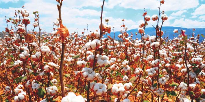A field of fair trade cotton