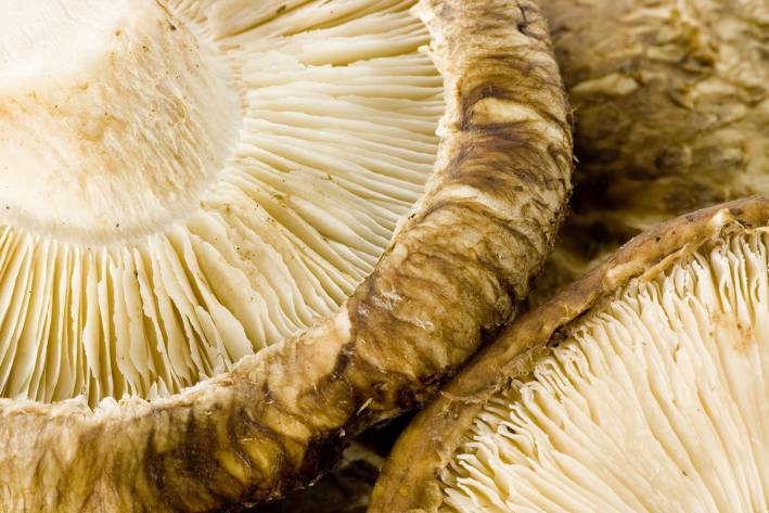 a close-up of shiitake mushroom fruiting bodies