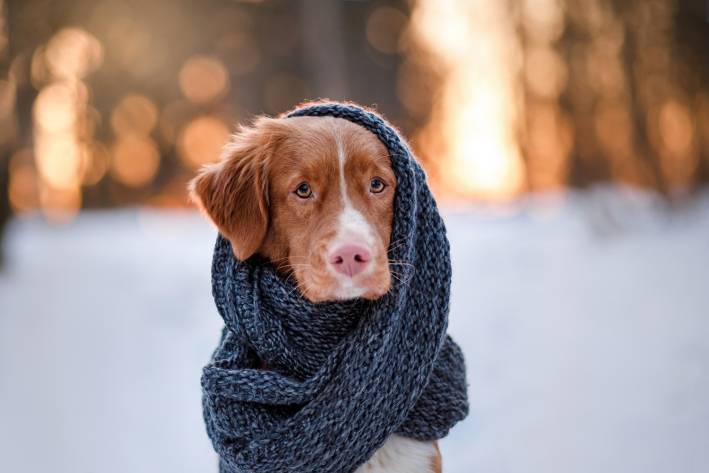 Nova Scotia Duck Tolling Retriever Dog wearing a scarf outdoors in the winter.