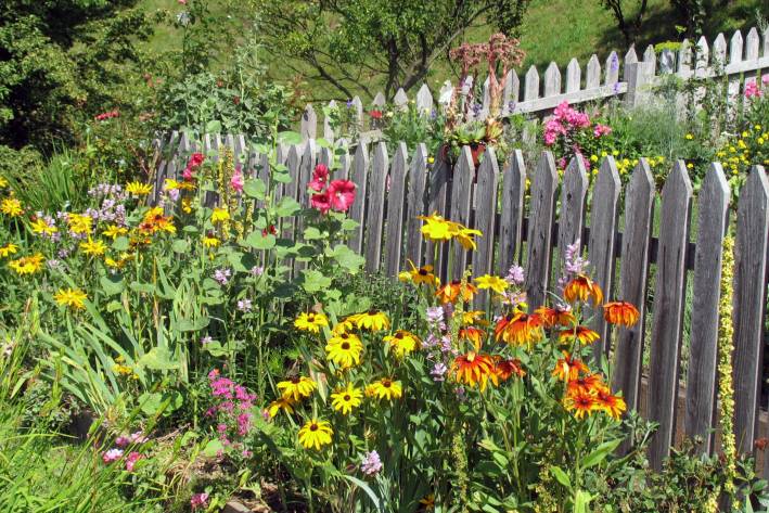 Organic gardening with annual flowers around wooden border.