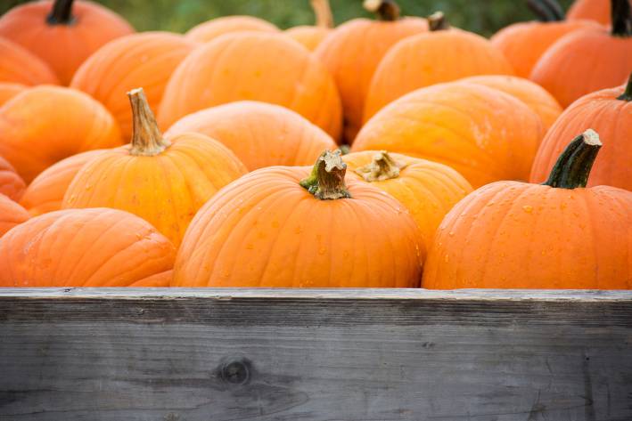 the back of a wagon filled with pumpkins