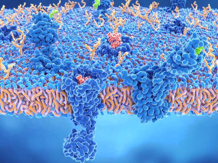 Image of two brain cell receptors: delta opioid receptor and cannabinoid.