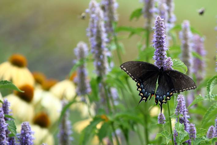 Anise Hyssop with a swallowtail butterfly on it.