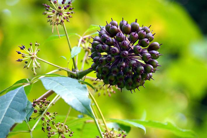 Eleuthero A Powerful Adaptogen Taste For Life