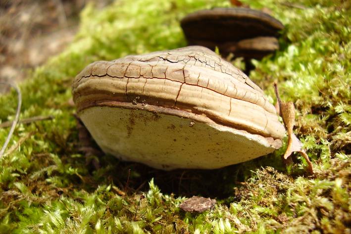 a phellinus mushroom, used in traditional medicine, growing on a tree
