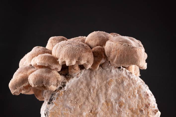 shiitake mushrooms growing on a block of mycelium
