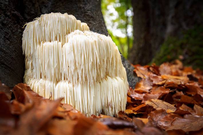 Lion's Mane mushroom growing in a forest