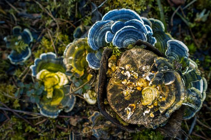 a beautiful turkey tail mushroom blooming out of an old tree stump
