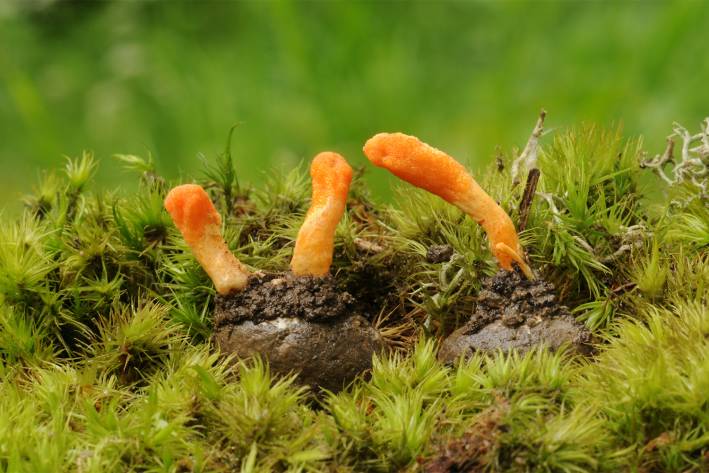 Cordyceps fungus growing in the wild