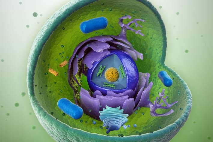 a cutaway diagram of the inside of a living cell