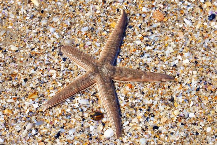 a starfish regrowing one of its limbs