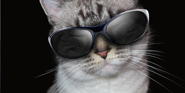 Kitten with Sunglasses