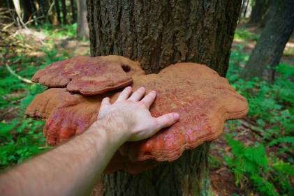 The Mushroom Whisperer Unlocking The Secrets Of Fungi Taste For