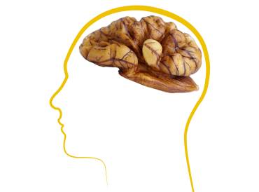 a drawing of a head with a walnut for a brain