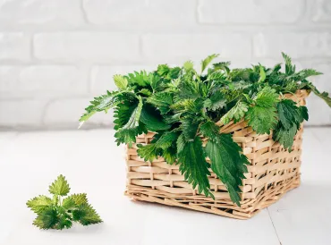 a basket of stinging nettle for your allergies