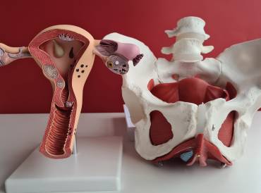 a medical model of a uterus and a female pelvis