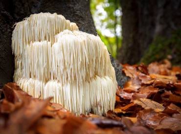 lions mane mushroom in the forest 
