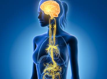 an illustration of the vagus nerve and associated organs