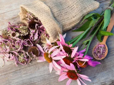 dried echinacea flowers