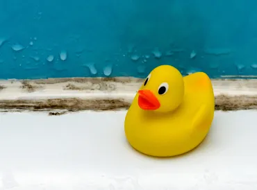 a rubber duck grossed out by mold in the bathroom