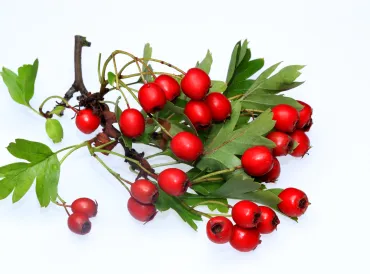 cut branch of hawthorn berries
