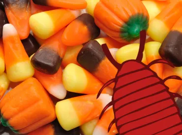 A pile of candy corn. It's nice and shiny, because it has lac bug secretions.