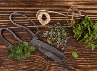 fresh herbs on a table with garden scissors and twine