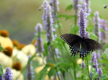 Anise Hyssop with a swallowtail butterfly on it.