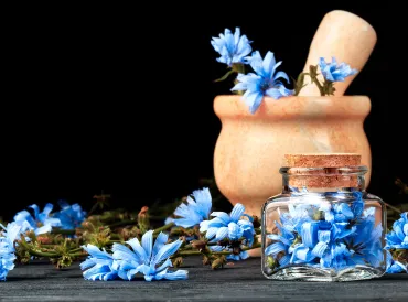 Fresh chicory flowers in a wooden mortar & pestle.